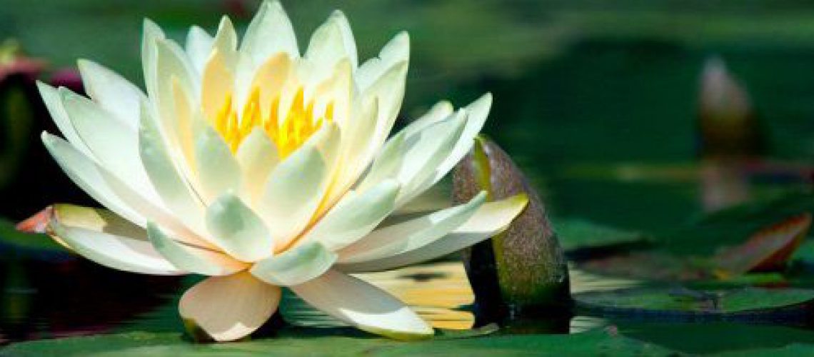 31__x_water-lily-header[1]